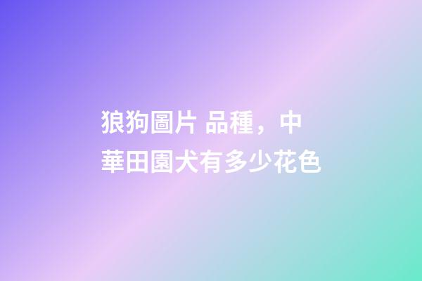 狼狗圖片 品種，中華田園犬有多少花色-第1張-觀點-玄機派